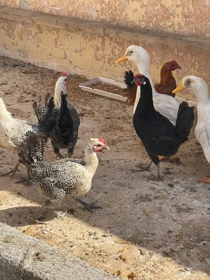 سمان. فري. للبيع منتج الصامل يجي  دجاج فيومي بياض 5