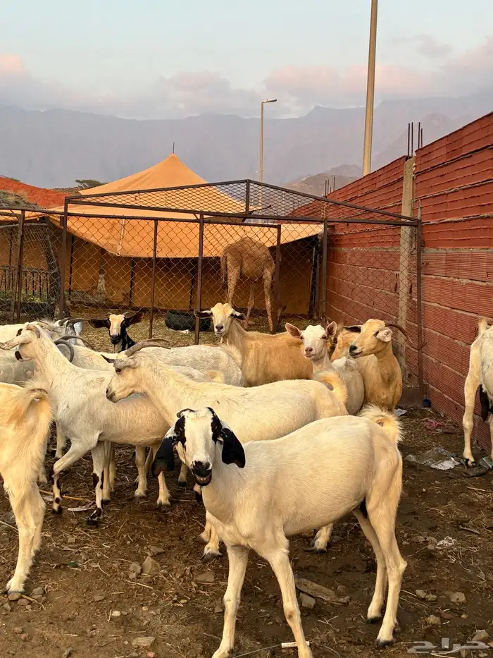 ماعز بيشيات 1