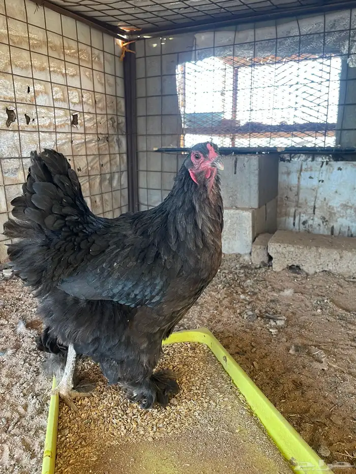 دجاج براهما 1