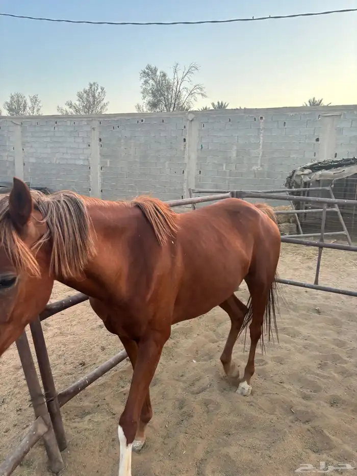 خيل 3