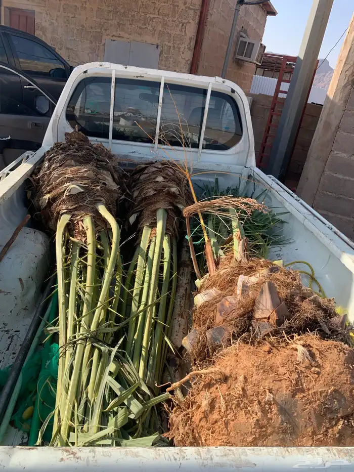 صقعي شمشوله حوشانه شرازية 0