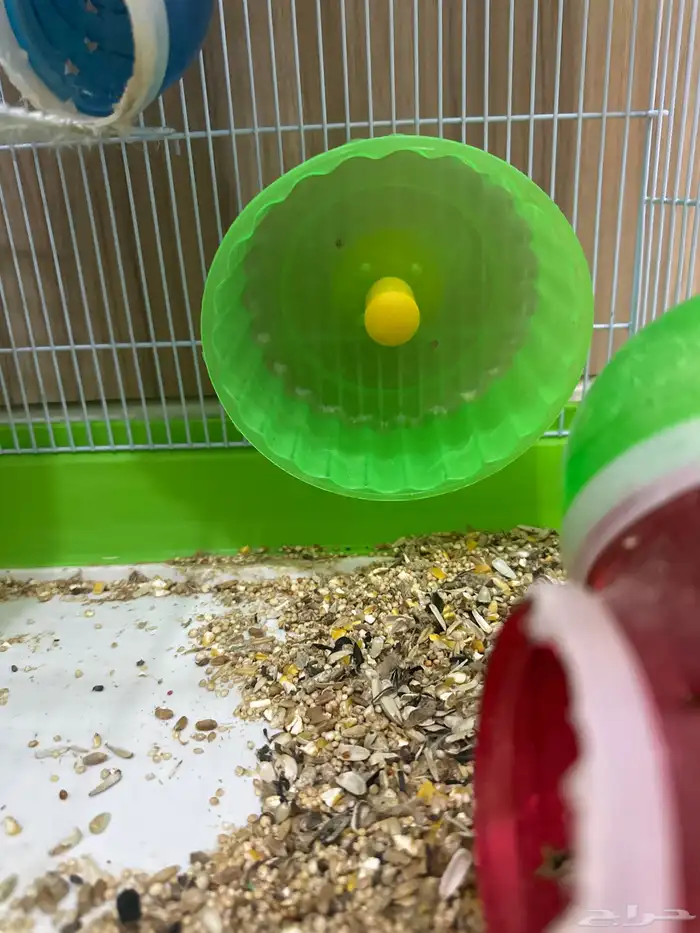 هامستر ابيض لعوب معه قفص واكل وموية 1