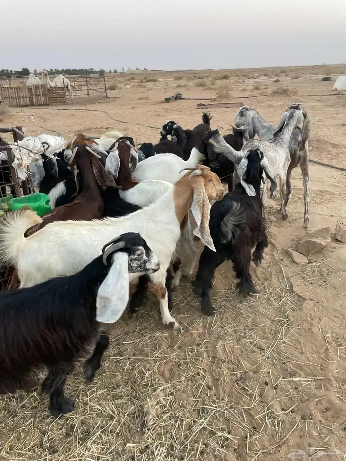 جفرات مقاني 0