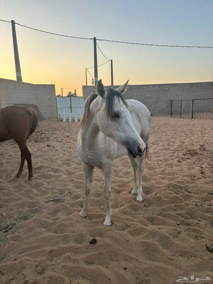 خيل 9