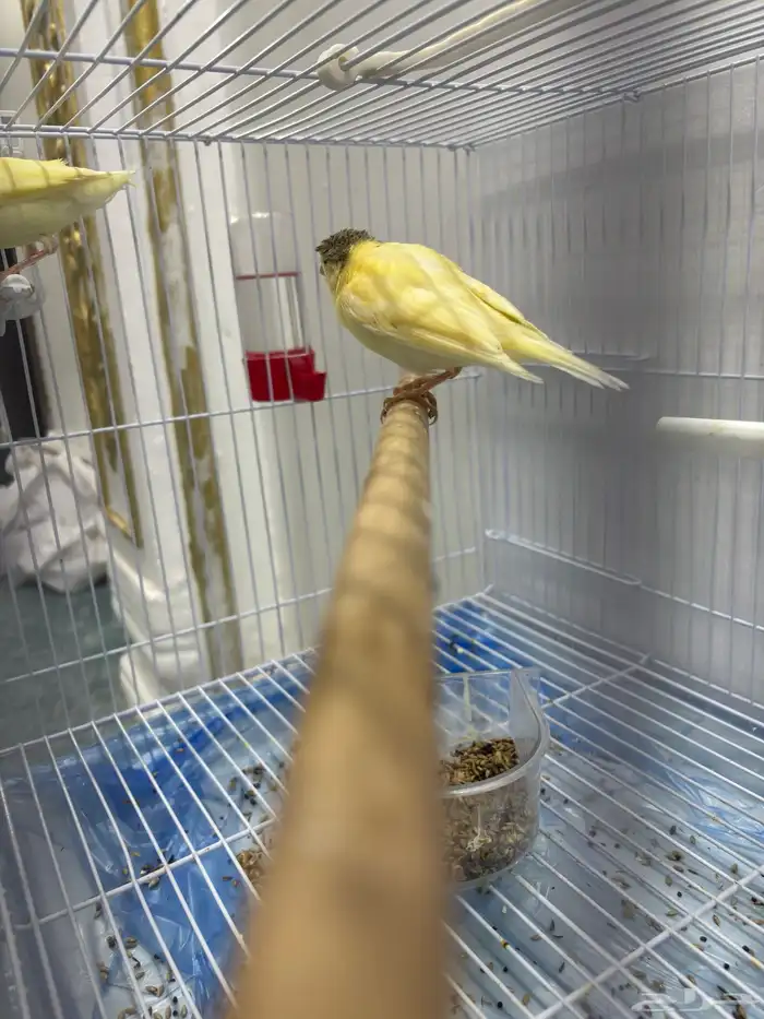 عصافير كناري كرست 3