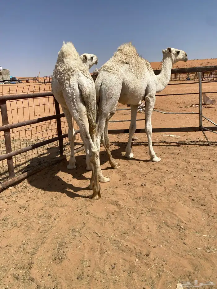 قعدان قصب 2 0