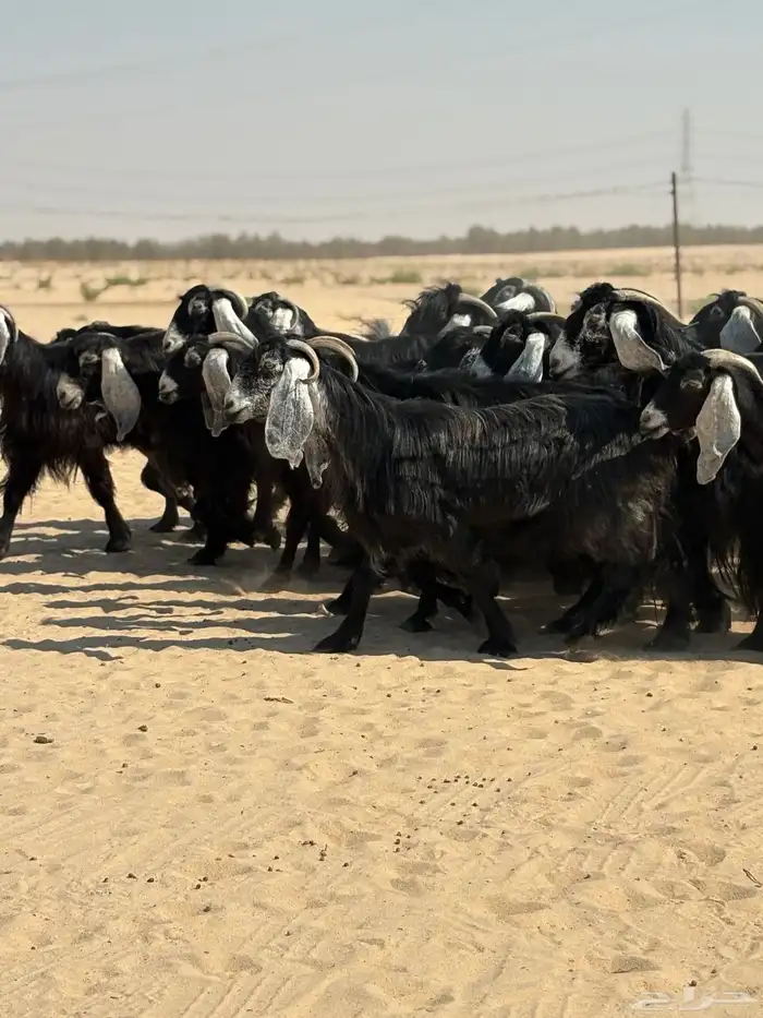 معزا عوارض 3