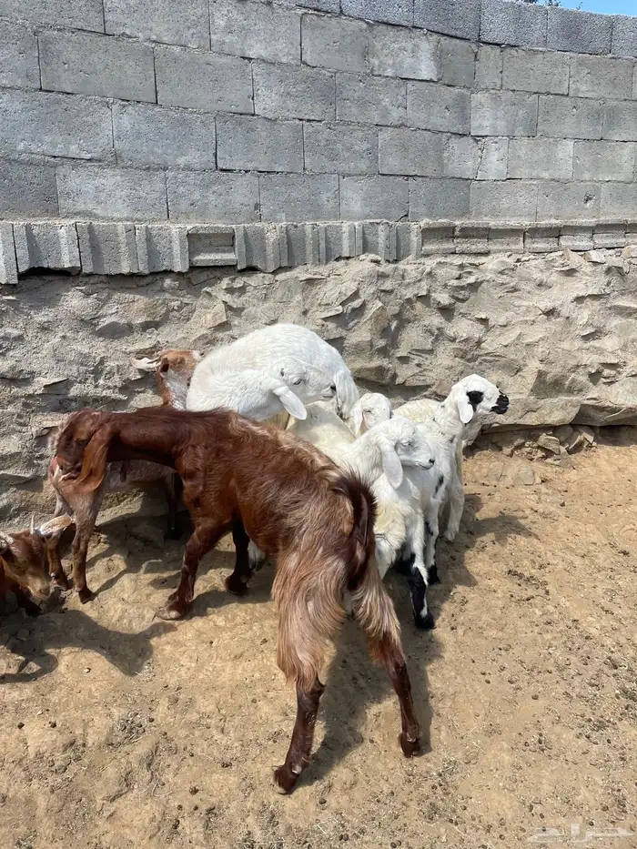 غنم للبيع 7