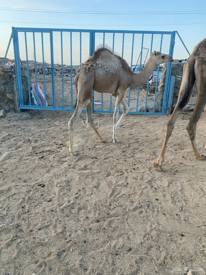 حاشي لباني شراكه الذبح بكره. باقي ربع وثمن 0