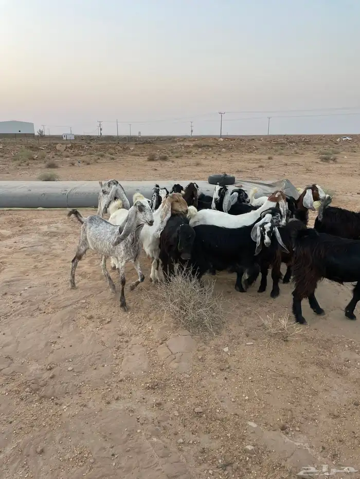 جفرات مقاني 11