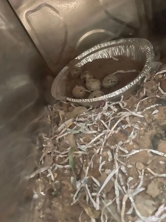 سمان. فري. للبيع منتج الصامل يجي  دجاج فيومي بياض 2