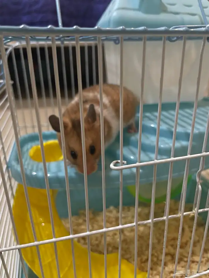 هامسنر 1