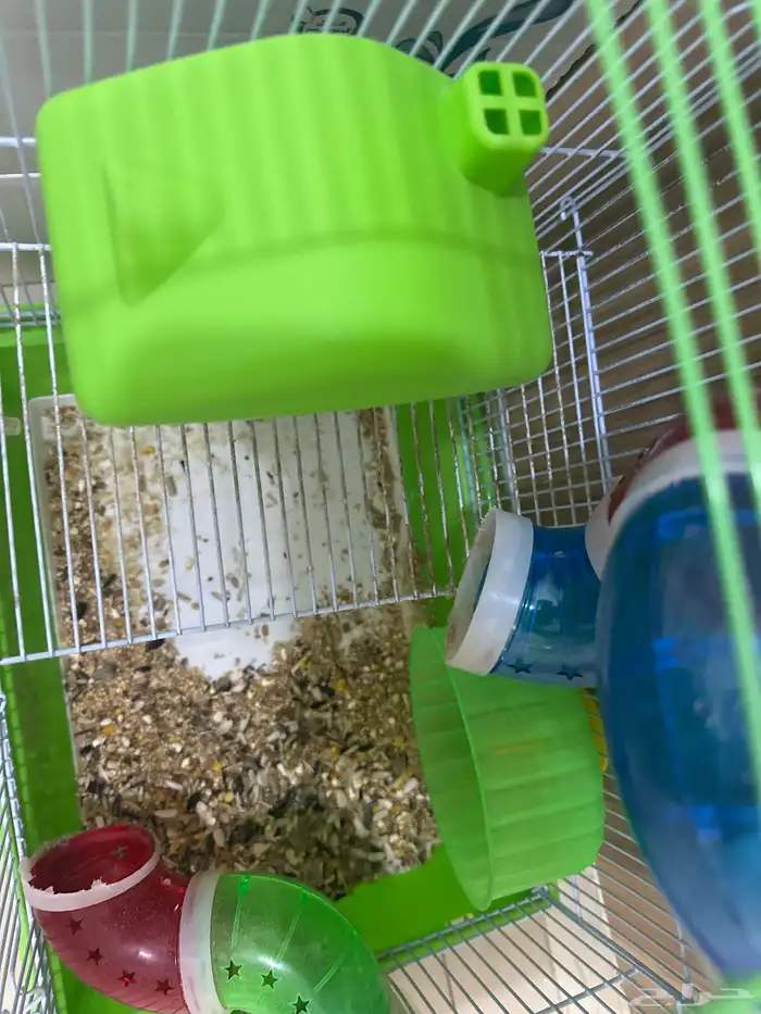 هامستر ابيض لعوب معه قفص واكل وموية 2