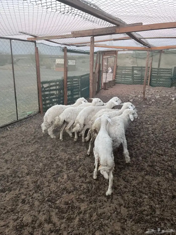 طليان 5