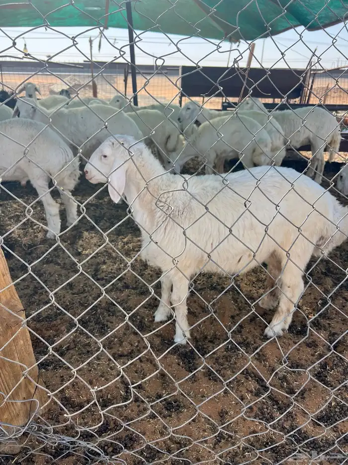ذبايح ذبائح 47