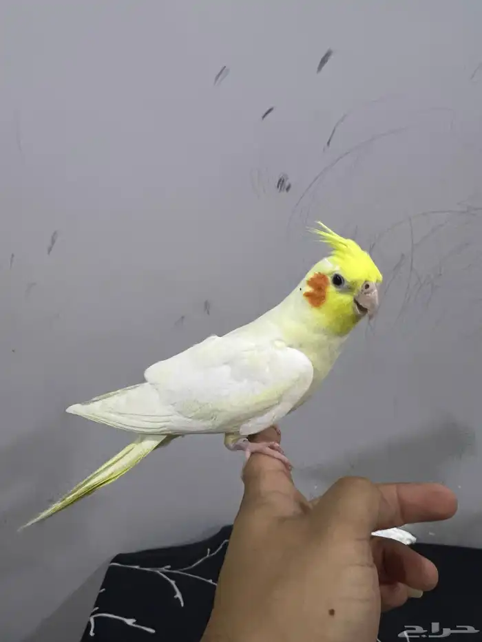 كروان اليف لاتينو 8