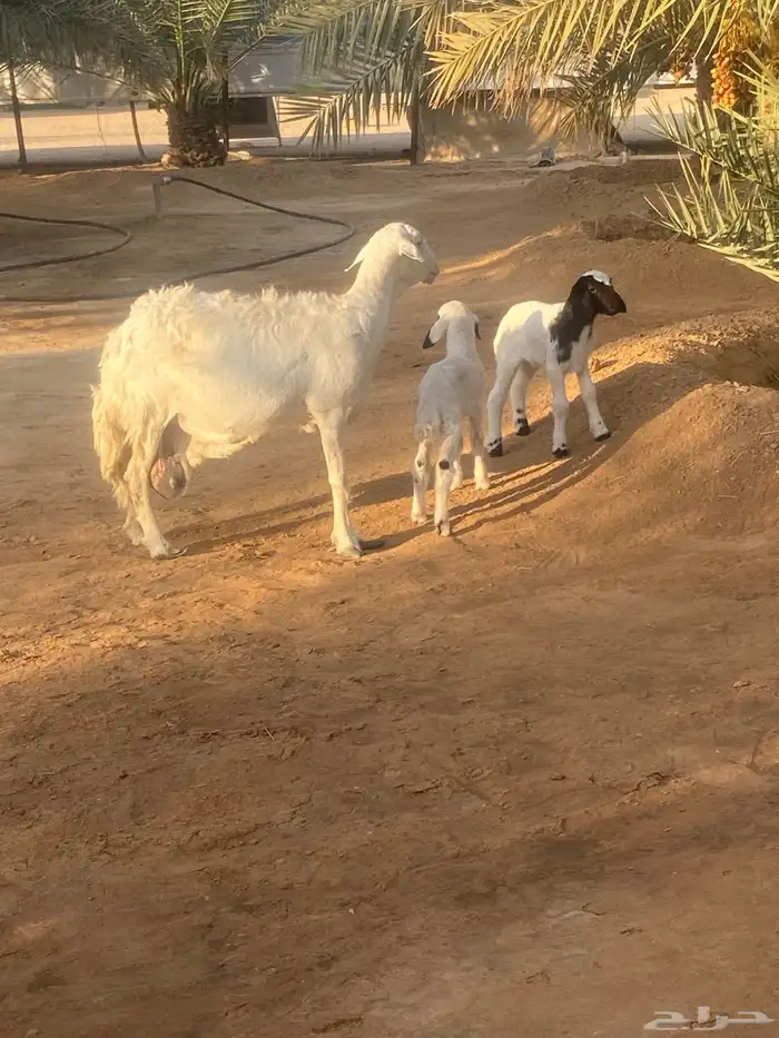 حريه متبع 1
