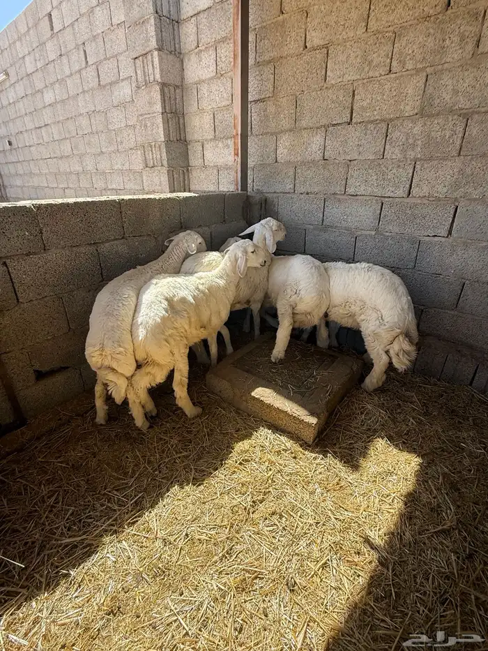 طليان حريات 1