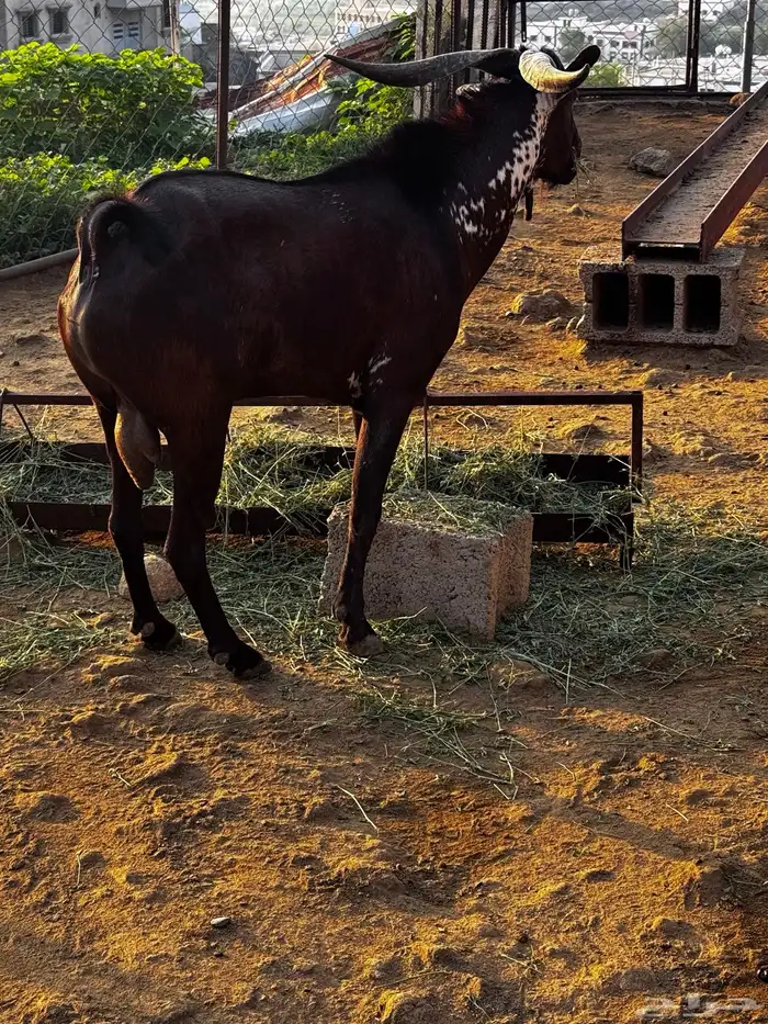 فحل ادهم ادبس 2