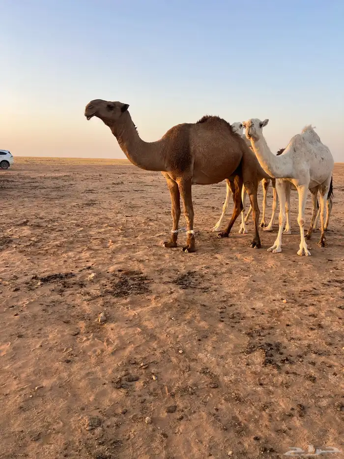 للبيع بعير اشعل قشعاني 1