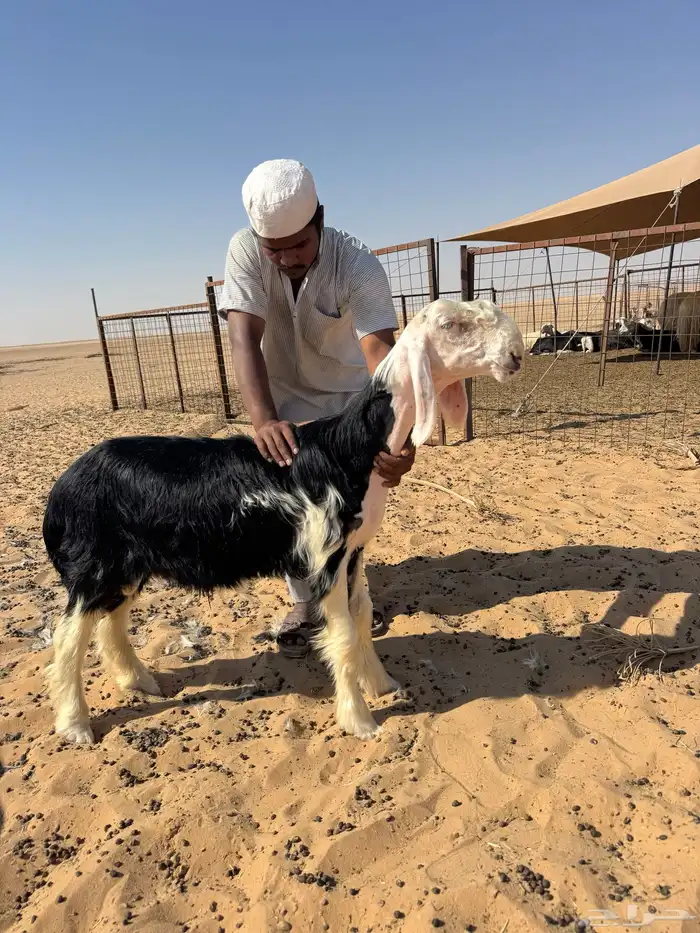 خروف مشروع فحل نجدي صنف تم البيع 1
