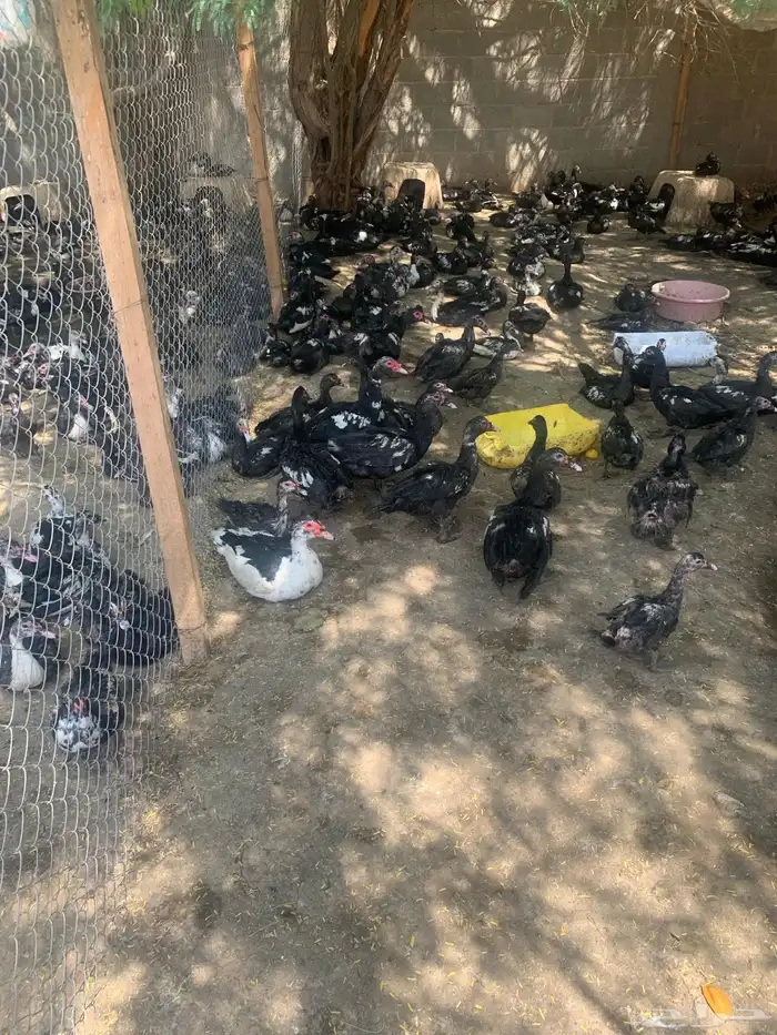 بط مصري أو مسكوني 1
