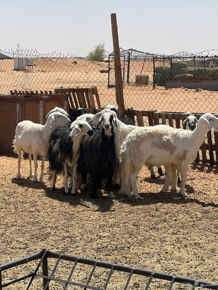 ضأن صنف وطيبه 11مع الفحل 0