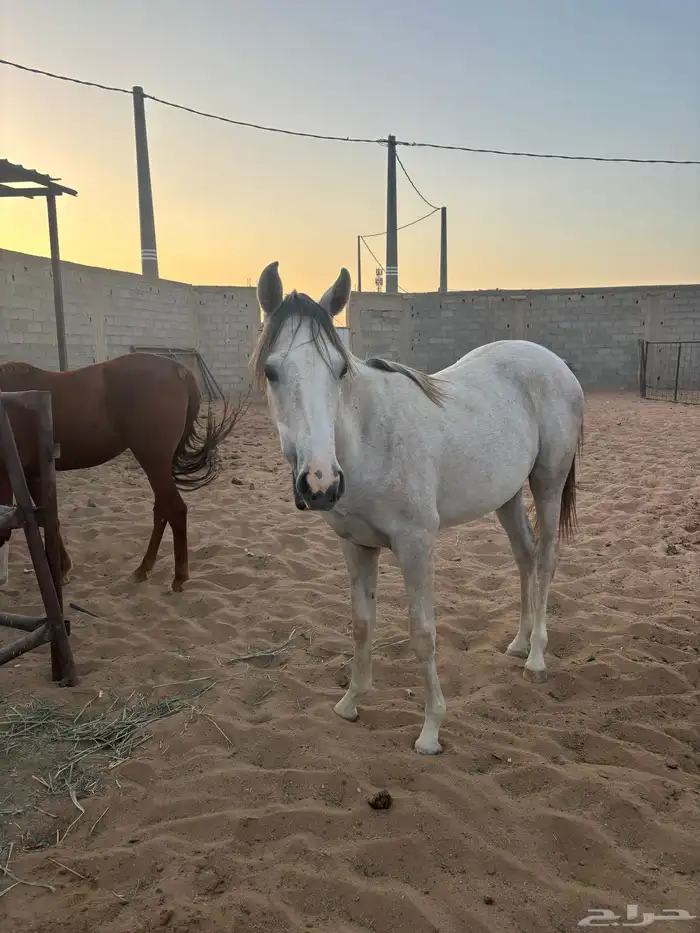 خيل 8