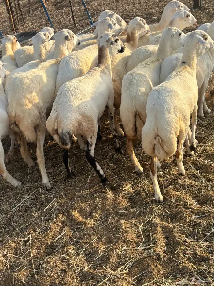 رخال رفيديات جذعات 3