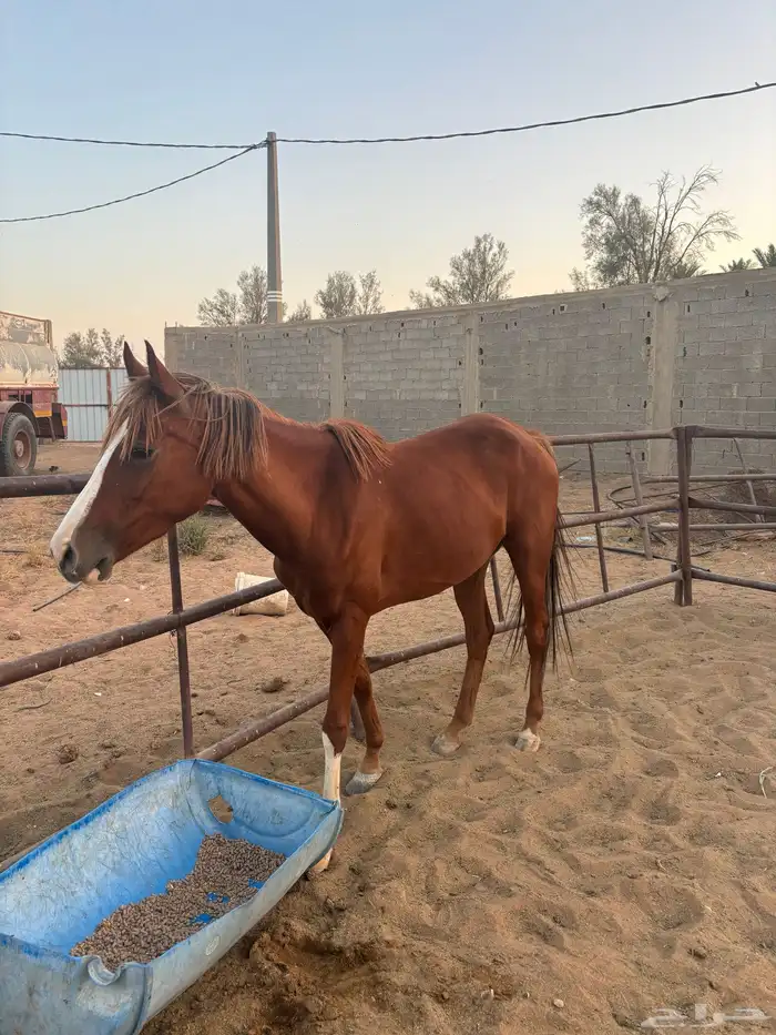 خيل 0