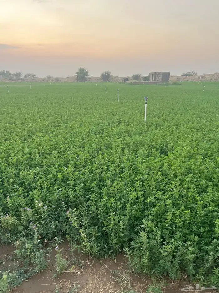 برسيم للبيع للتواصل واتس 0