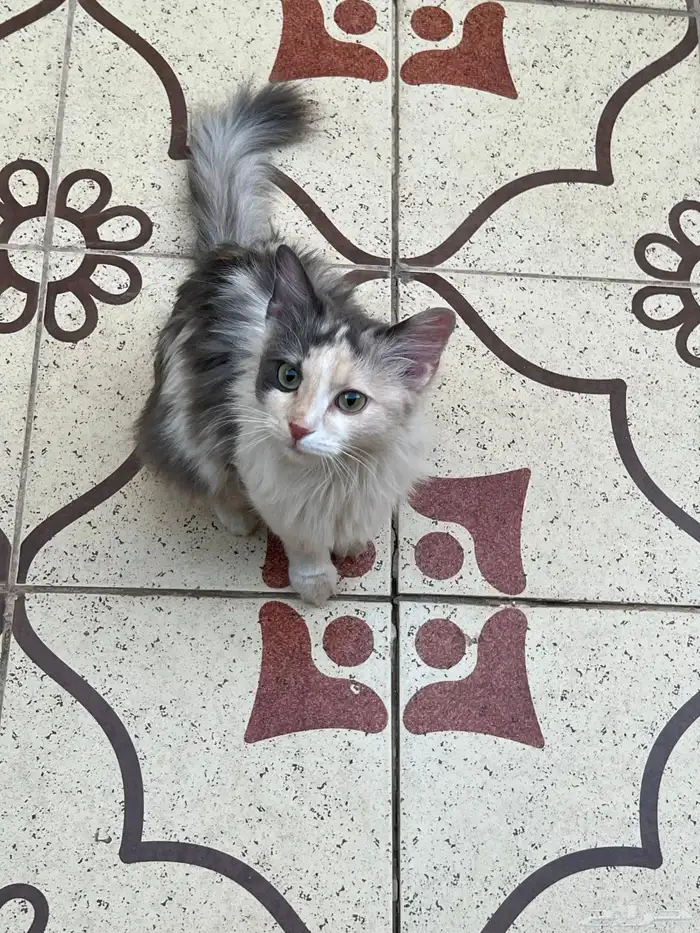 قطه تبني 1