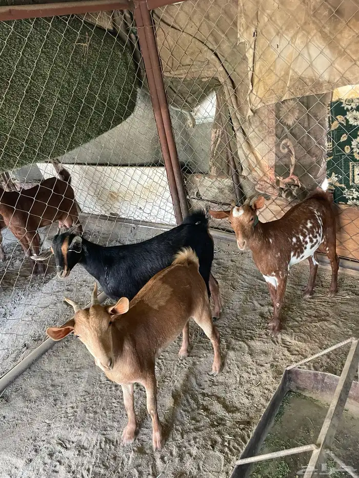 عنقان 4