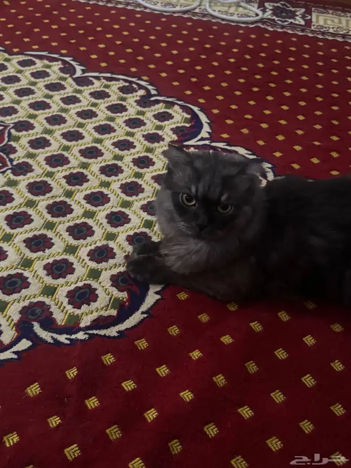 قط لتبني 2