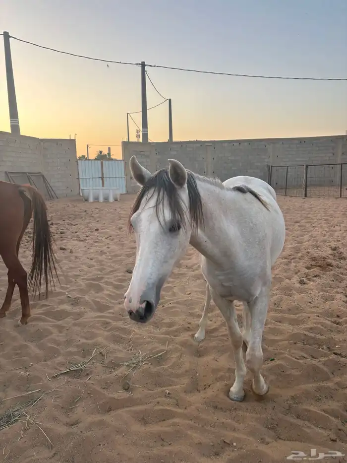 خيل 10