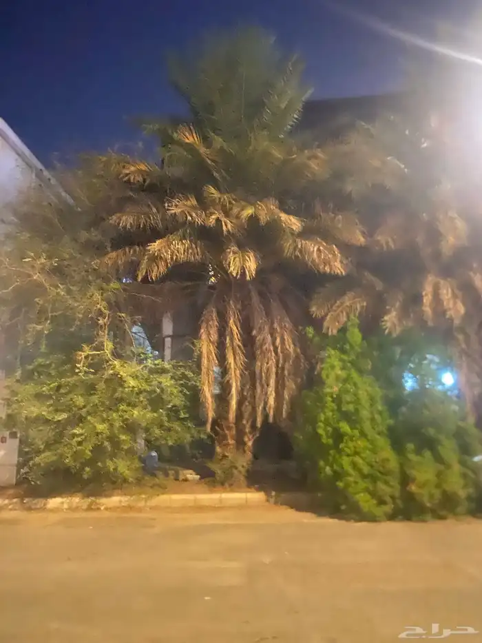 نخل للبيع 3