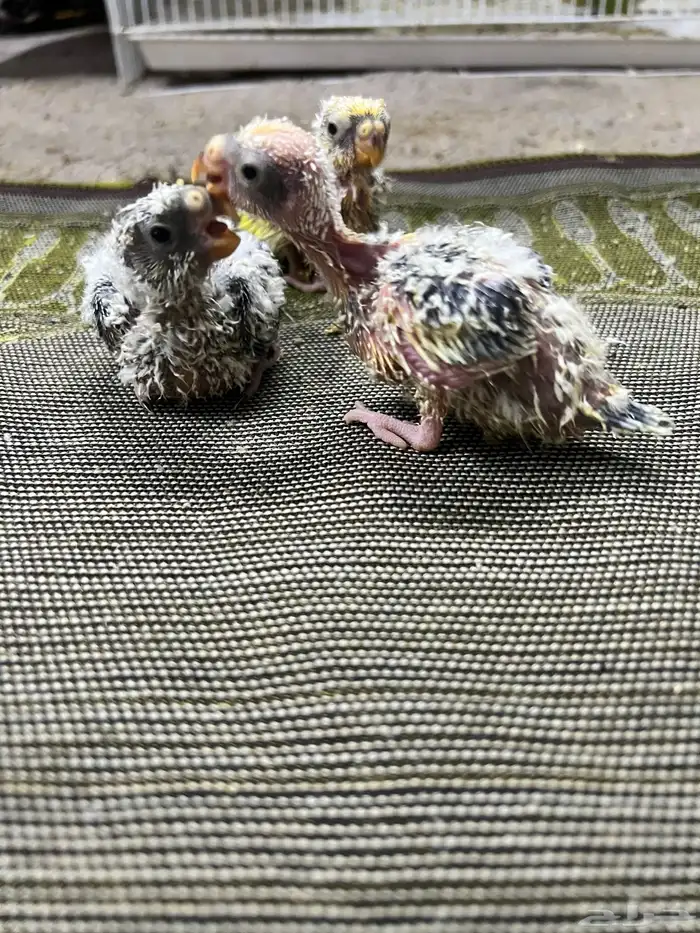 فروخ براكيت 1