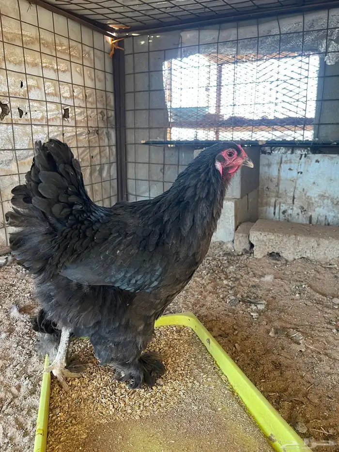 دجاج براهما 0
