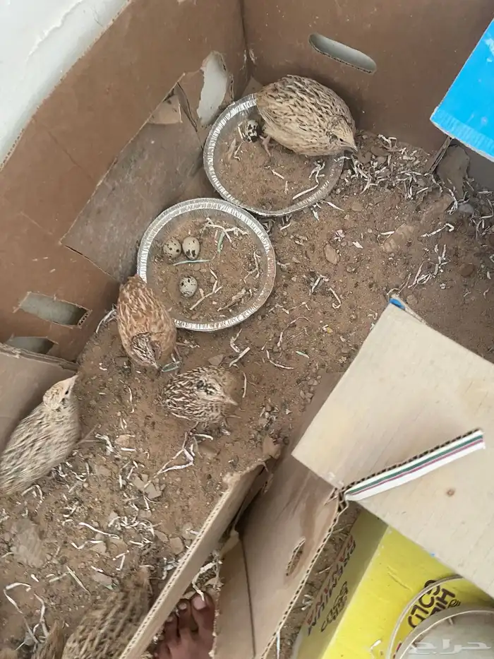 سمان. فري. للبيع منتج الصامل يجي  دجاج فيومي بياض 1