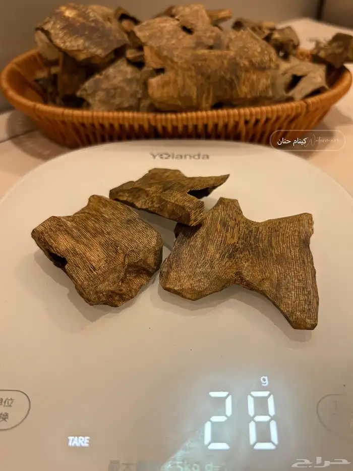 عود كينام مستزرع طبيعي 3