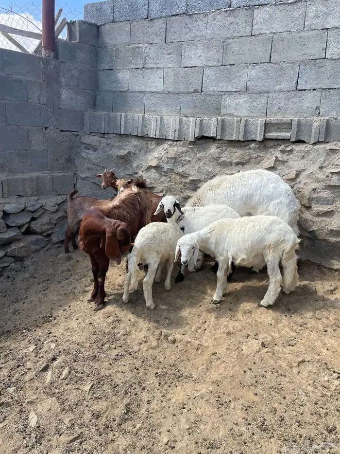 غنم للبيع 5