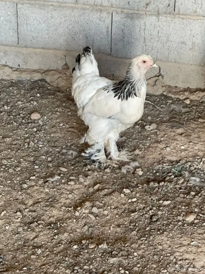 دجاجه براهما 0