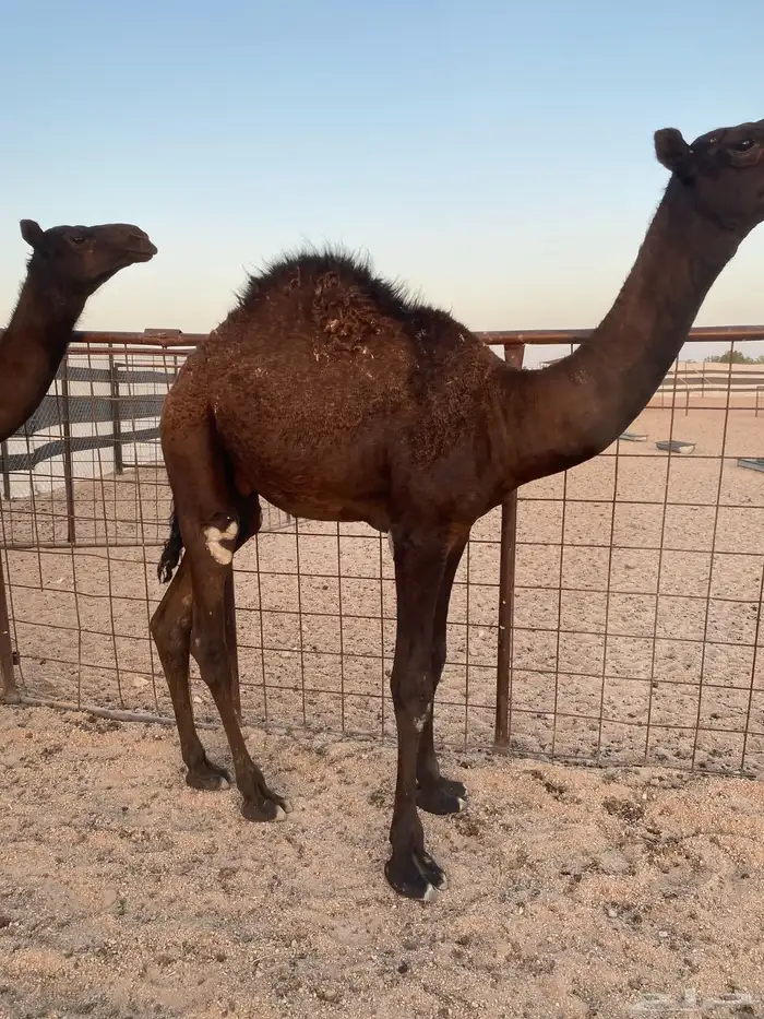 للبيع حشو مجاهيم العدد 4 قعدان 0