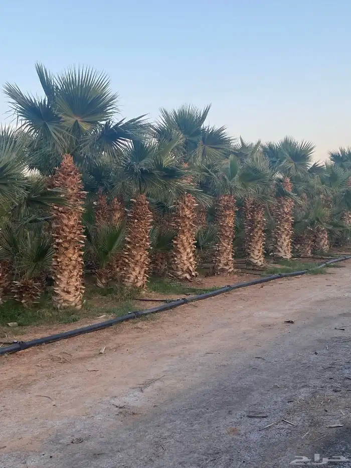 نخل واشنطني 2م 150 ريال 1.5 م 80 ريال 1م 30 ريال 3