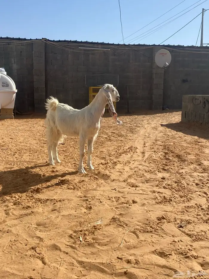 حفره مطوره من النوادر 5