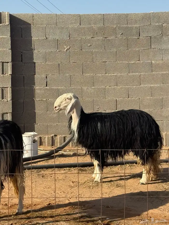نجد صنف معرفه 1