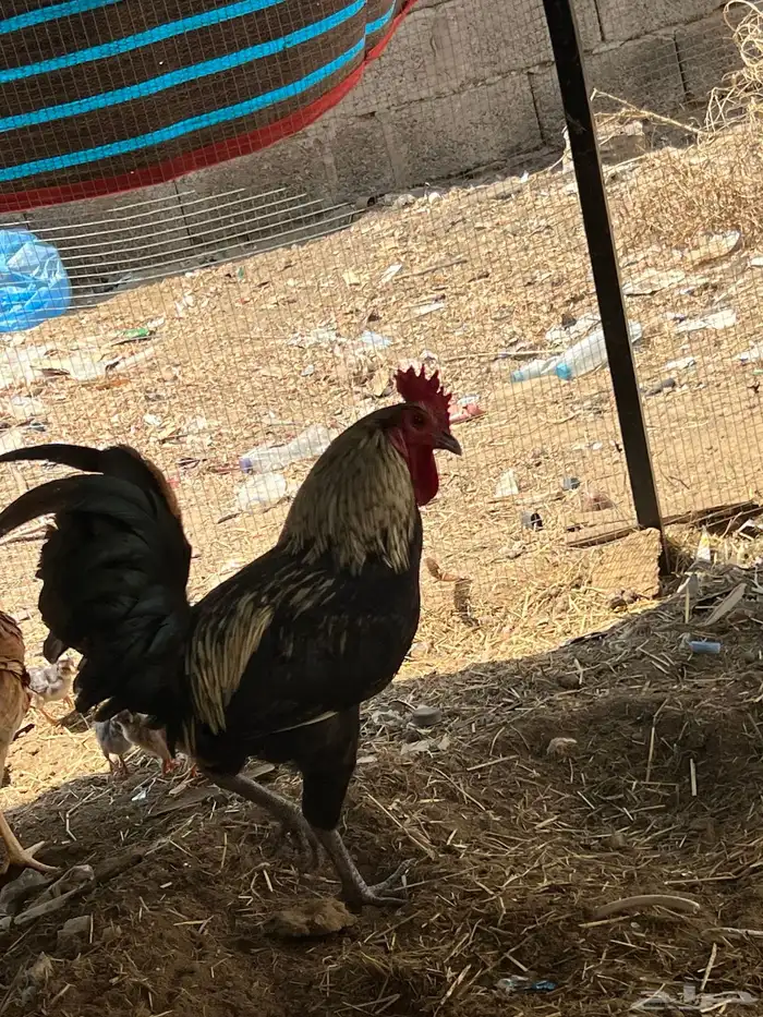 دجاج أوديك 9