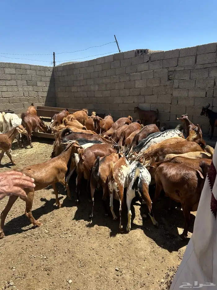 معزاء للبيع تولد ودفع شرط 0