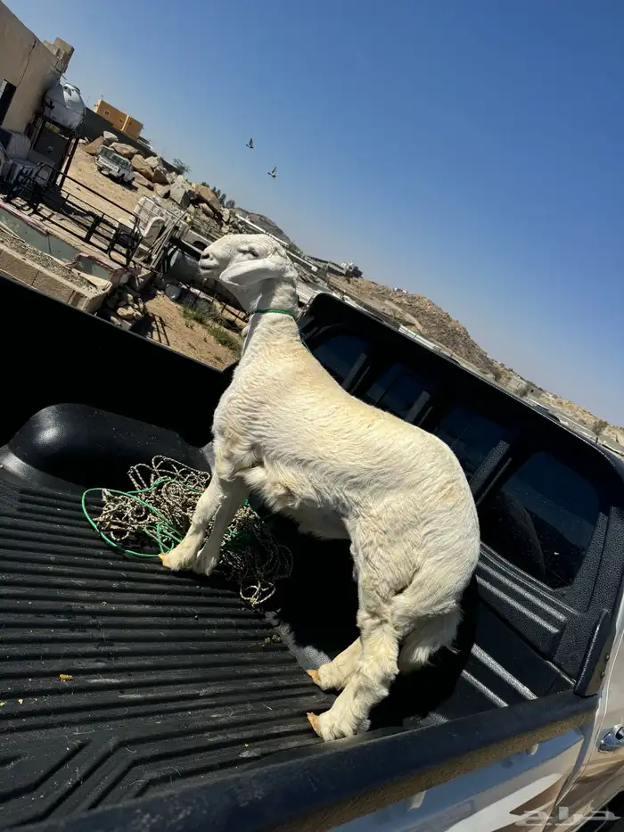 خروف جذع مشروع فحل للبيع 0