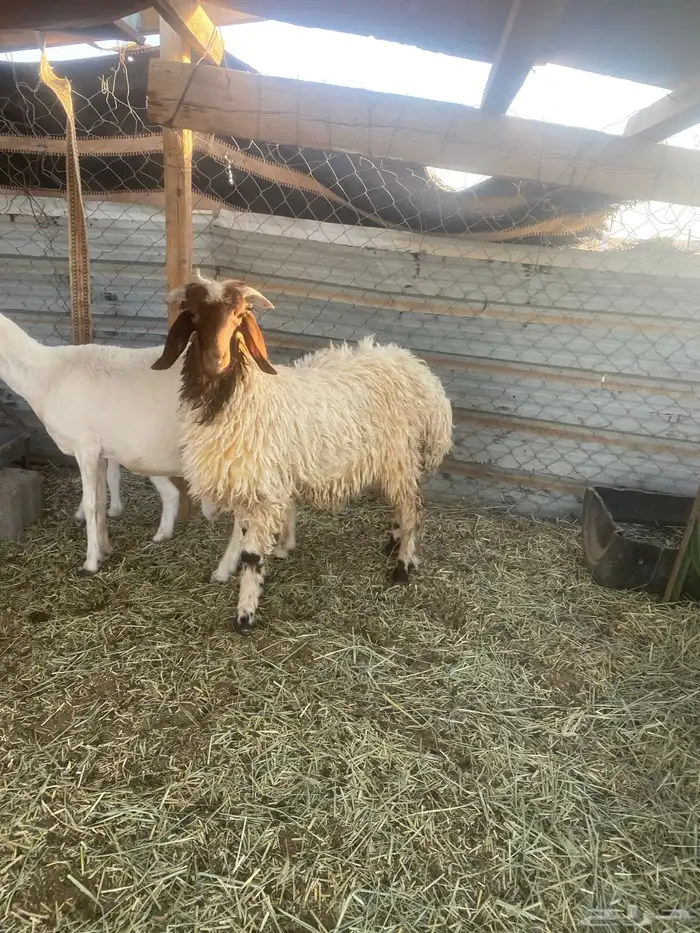 خروف نعيمي 2